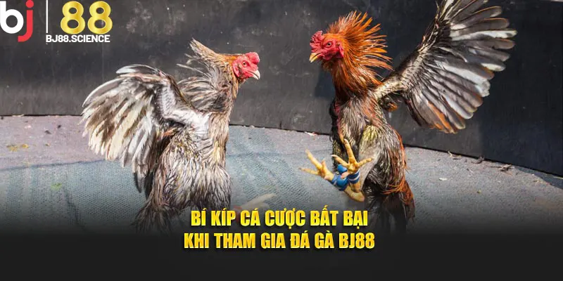 Bí kíp cá cược bất bại khi tham gia đá gà BJ88