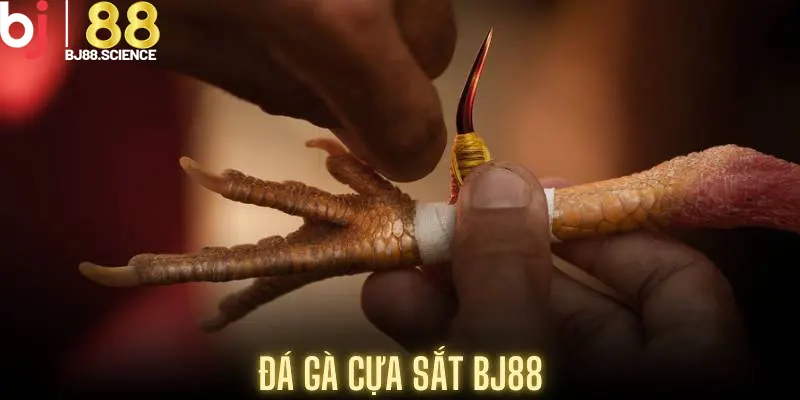 Đá Gà Cựa Sắt - Môn Thể Thao Kịch Tính Tại BJ88