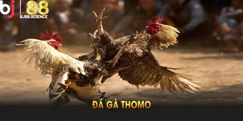 Đá Gà Thomo Tại BJ88 Và Thông Tin Thú Vị Bạn Nên Biết