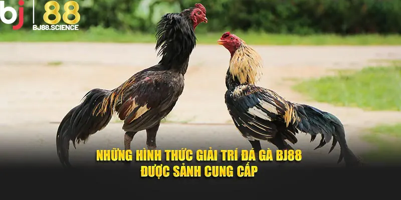 Những hình thức giải trí đá gà BJ88 được sảnh cung cấp