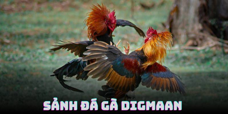Sảnh Digmaan - Trải Nghiệm Đá Gà Hấp Dẫn Tại BJ88